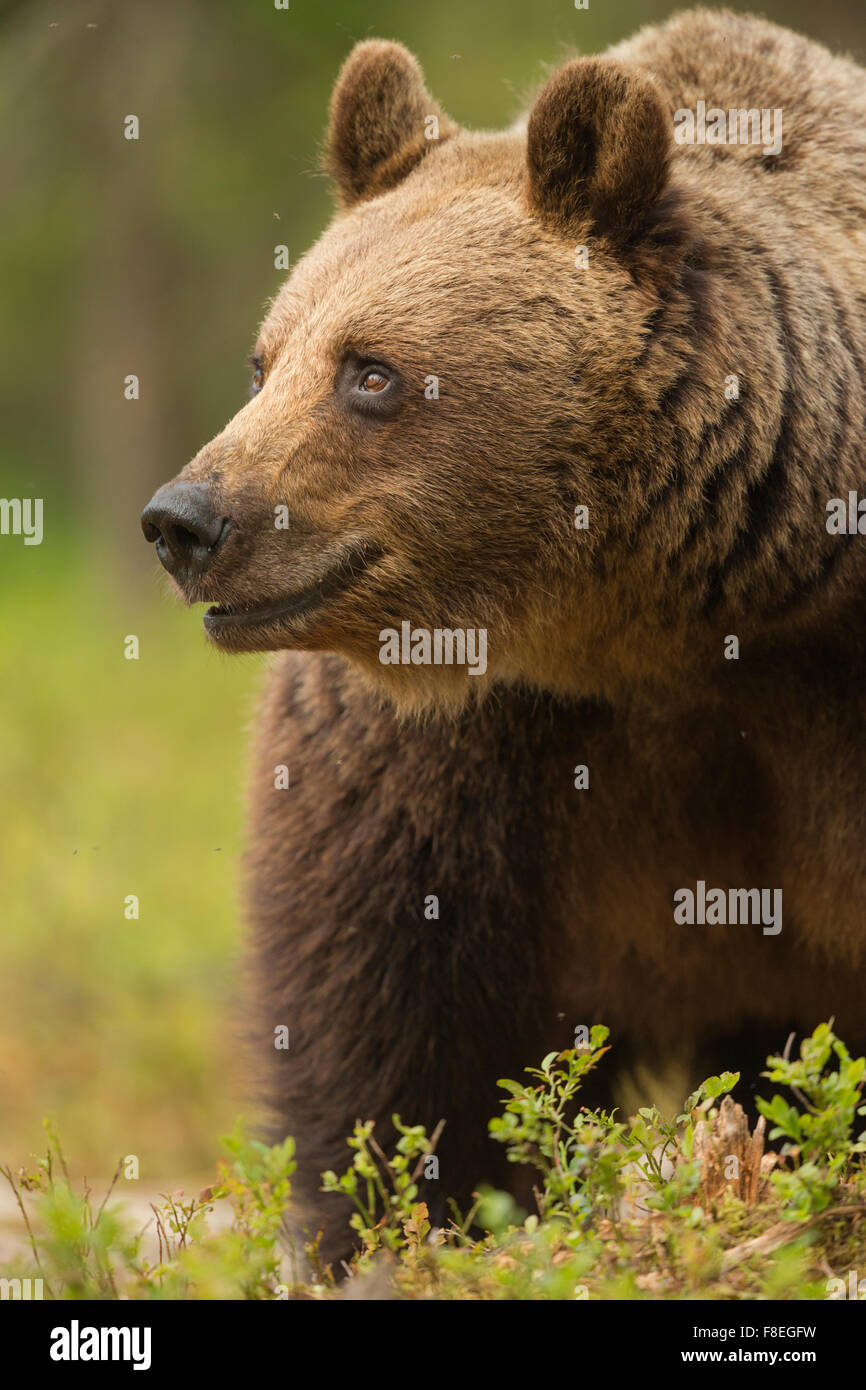 European Brown Bear (Ursus arctos arctos) adult, Finland Stock Photo ...