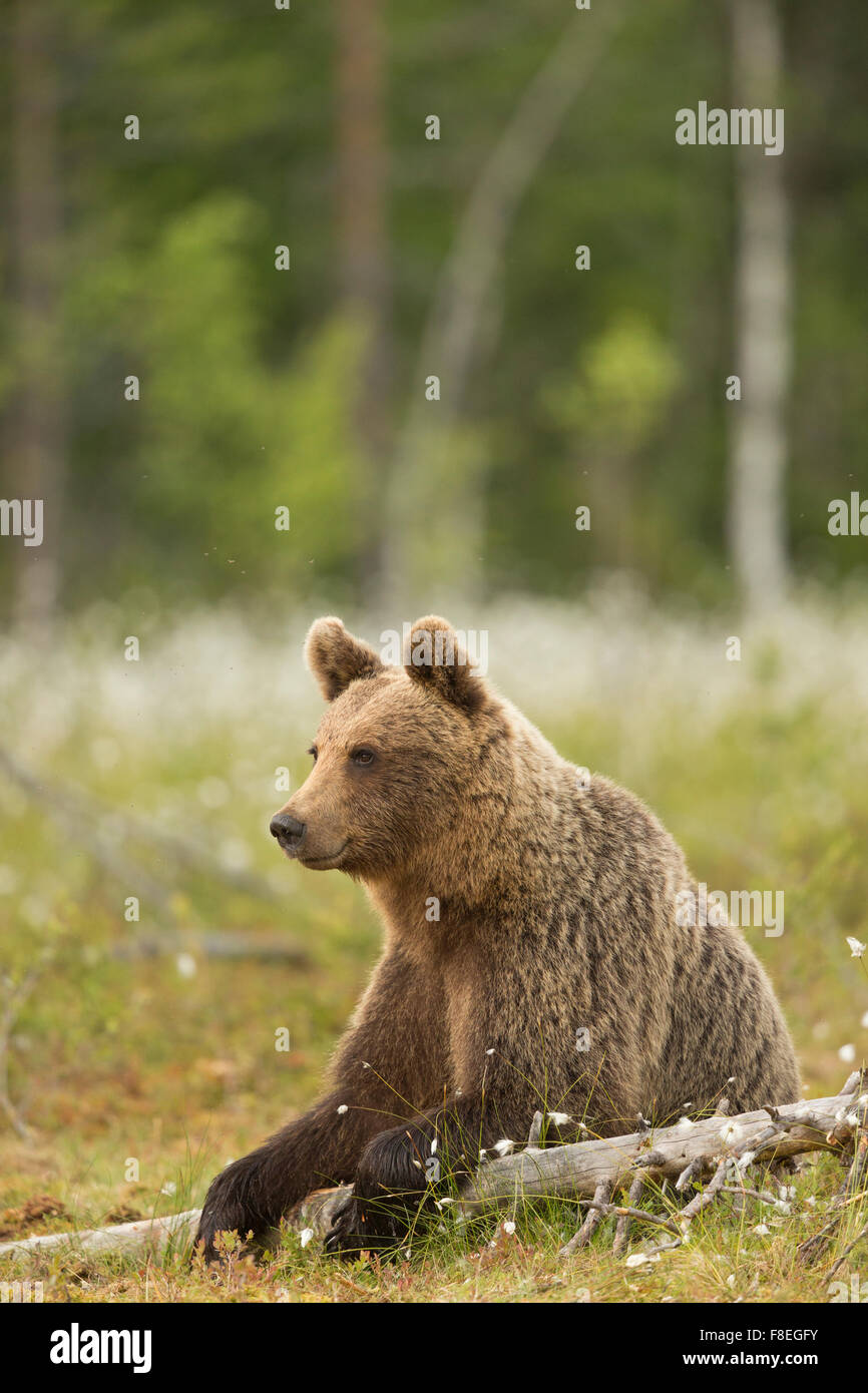 European Brown Bear (Ursus arctos arctos) adult, Finland Stock Photo ...