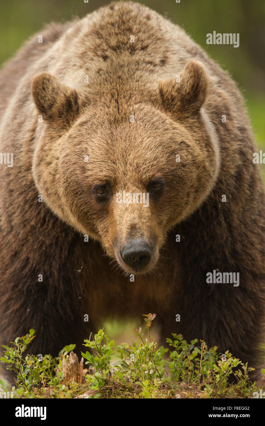 European Brown Bear (Ursus arctos arctos) adult, Finland Stock Photo ...