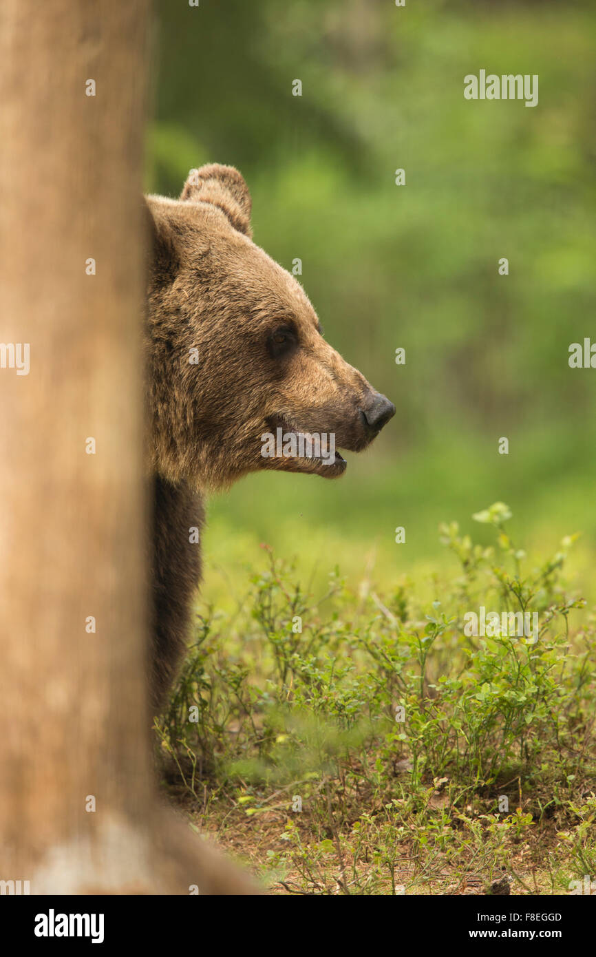 European Brown Bear (Ursus arctos arctos) adult, Finland Stock Photo ...