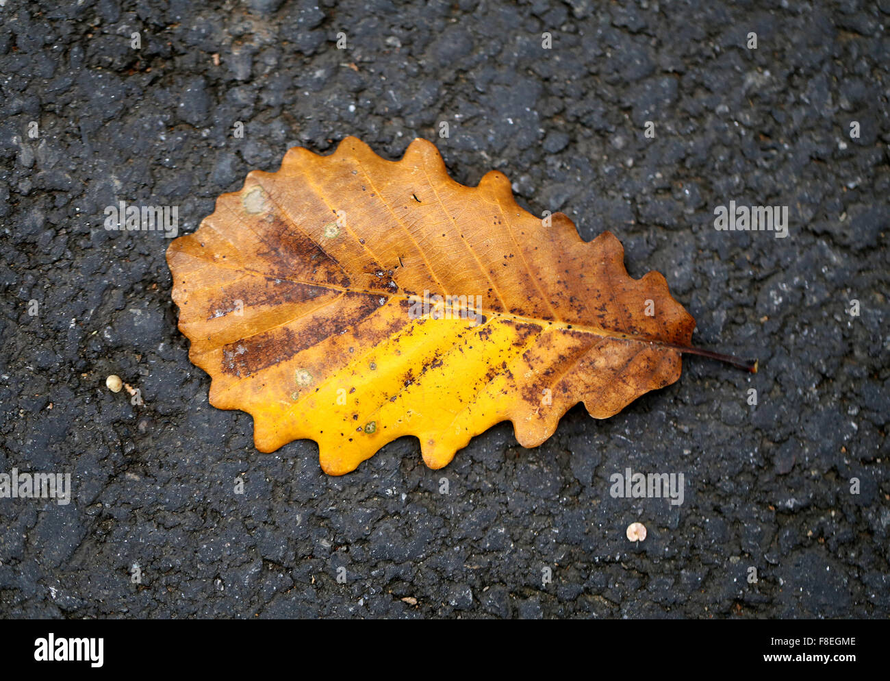 Beautiful yellow autumn leaves photographed close up Stock Photo - Alamy