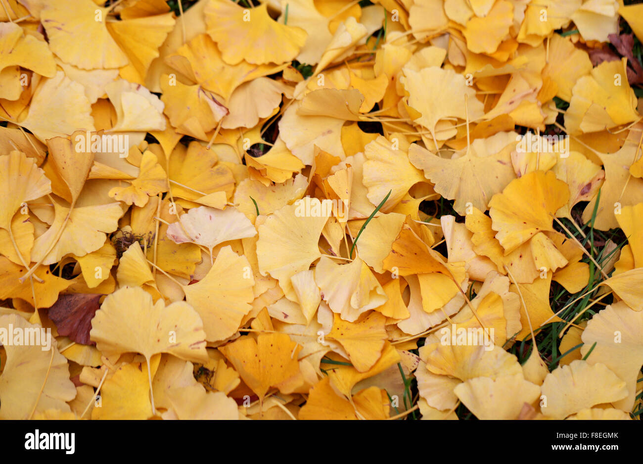Beautiful yellow autumn leaves photographed close up Stock Photo - Alamy