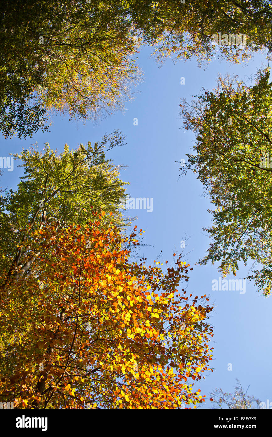 Indian summer autumn hi-res stock photography and images - Alamy