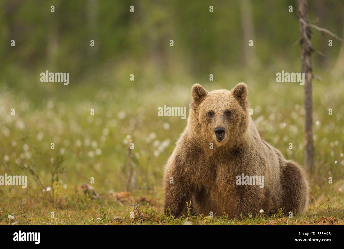 European Brown Bear (Ursus arctos arctos) adult, Finland Stock Photo ...