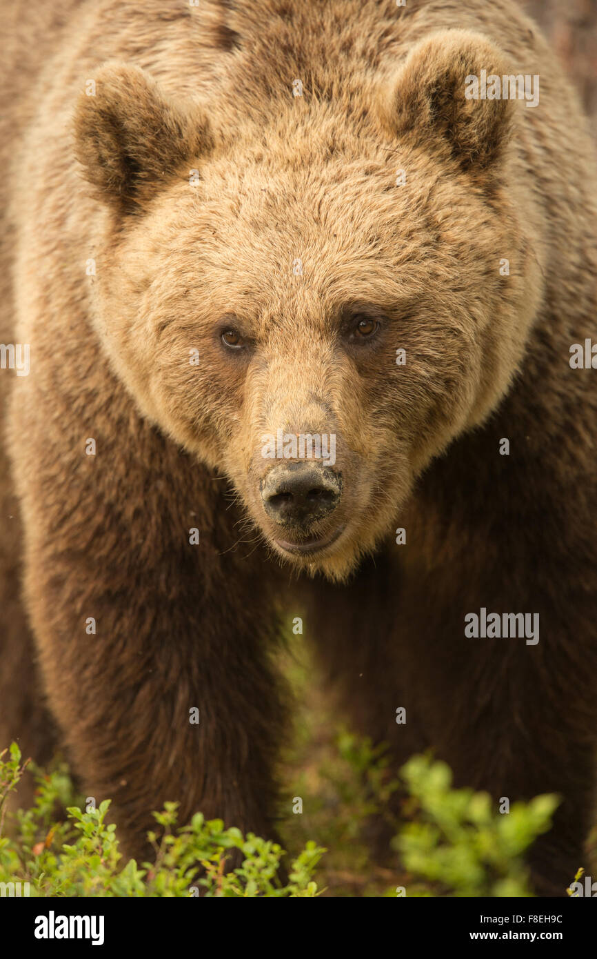 European Brown Bear (Ursus arctos arctos) adult, Finland Stock Photo ...