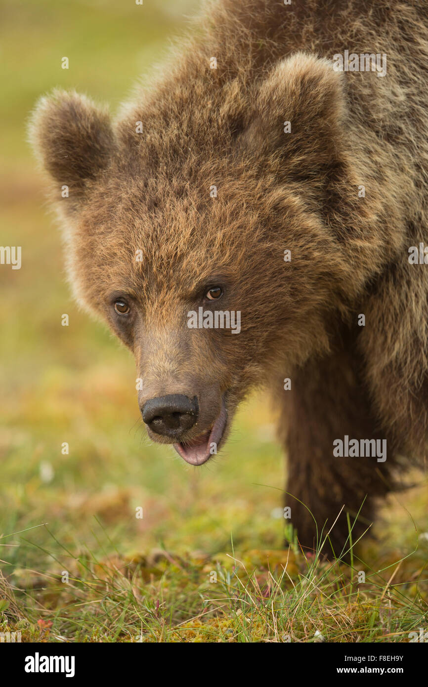 European Brown Bear (Ursus arctos arctos) adult, Finland Stock Photo ...
