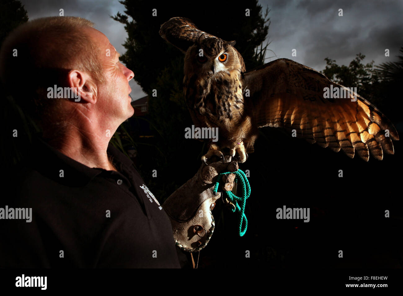 man with a European Eagle Owl Stock Photo