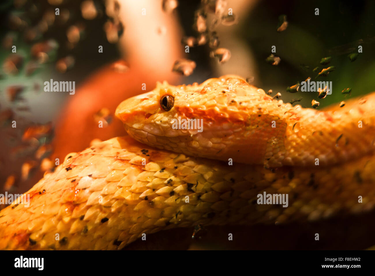 close shot of an orange snake inside a terrarium Stock Photo