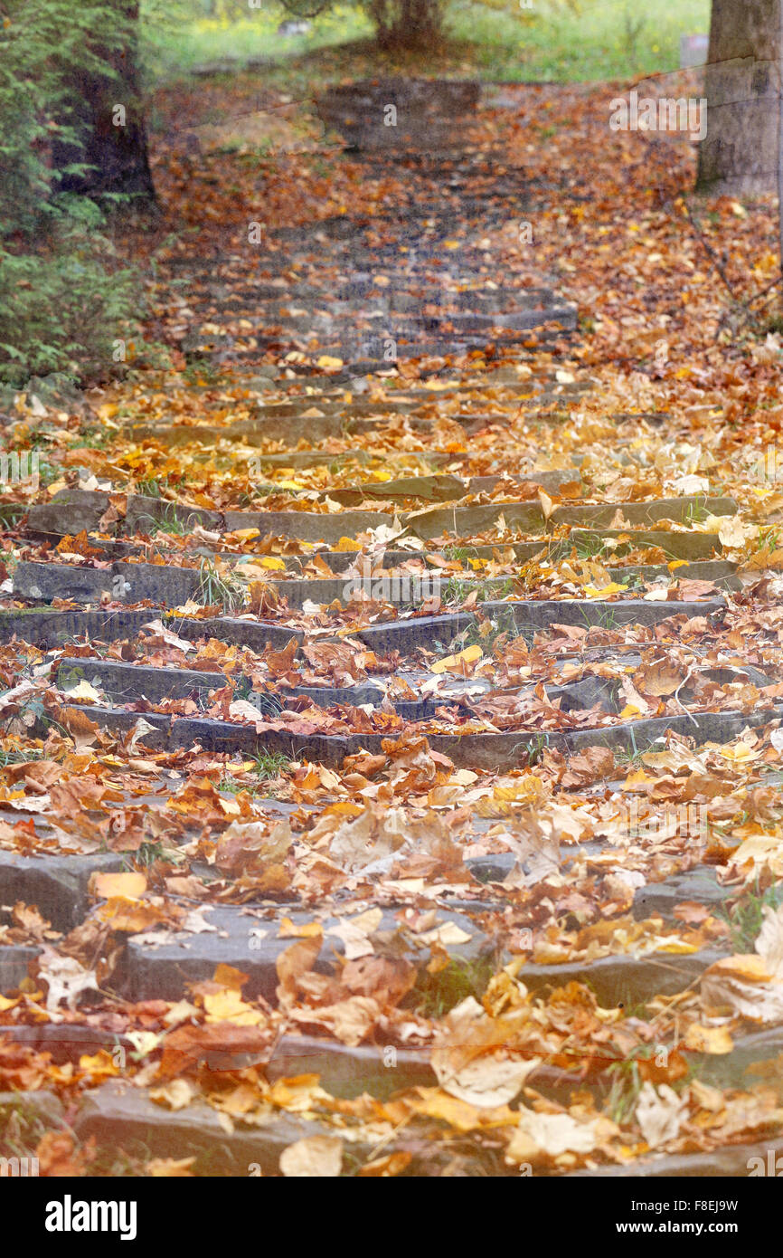 Beautiful yellow autumn leaves photographed close up Stock Photo - Alamy