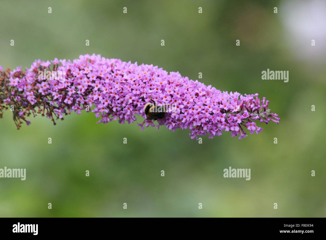 Buddleia sp hi-res stock photography and images - Alamy