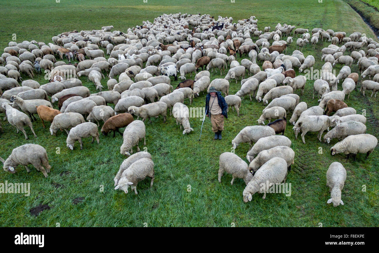 Weng, Germany. 08th Dec, 2015. Sheep graze on a field near Weng, Germany, 08 December 2015. Photo taken with a drone. Photo: ARMIN WEIGEL/dpa/Alamy Live News Stock Photo