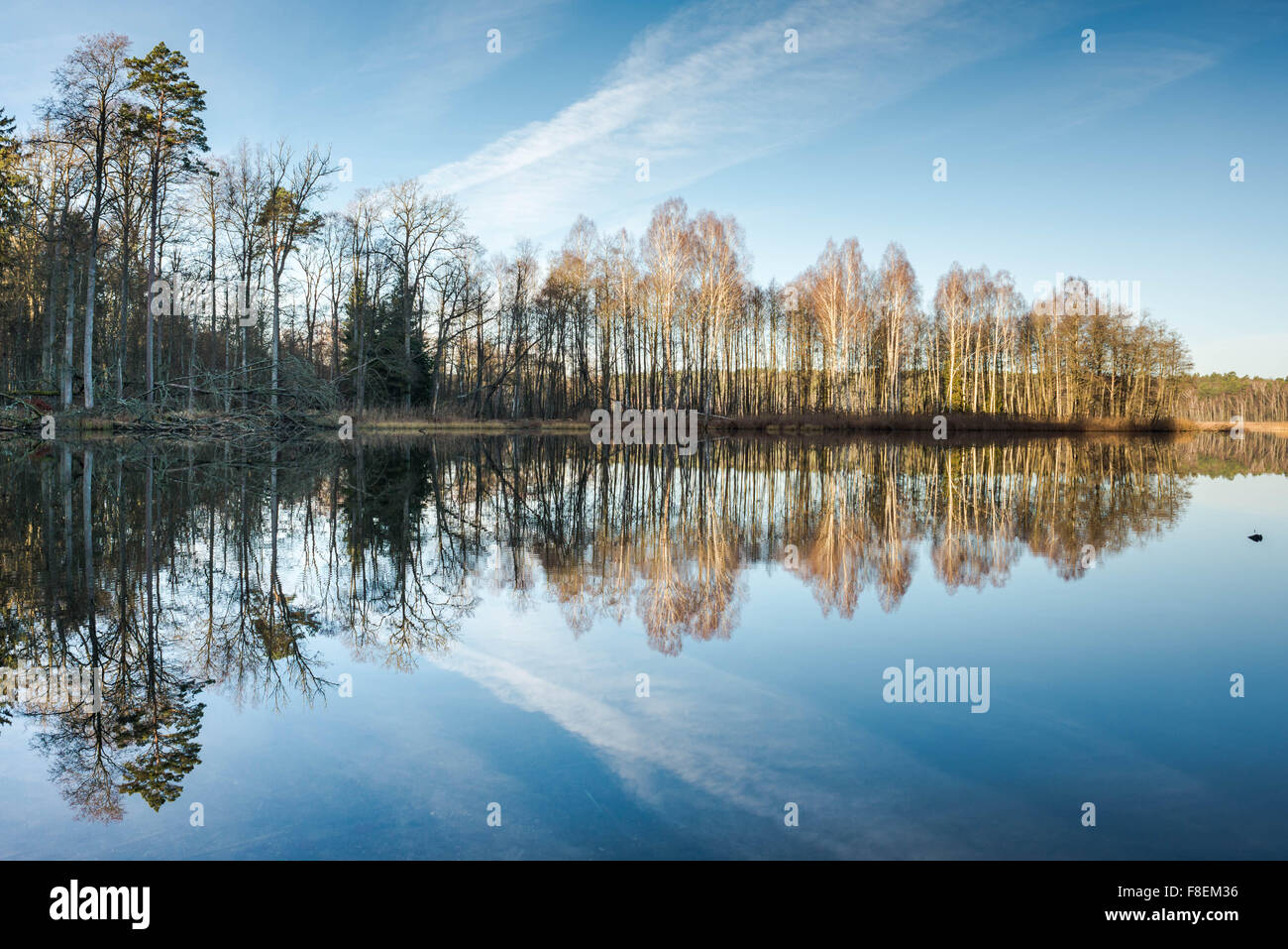 Trees reflection in the water Stock Photo - Alamy