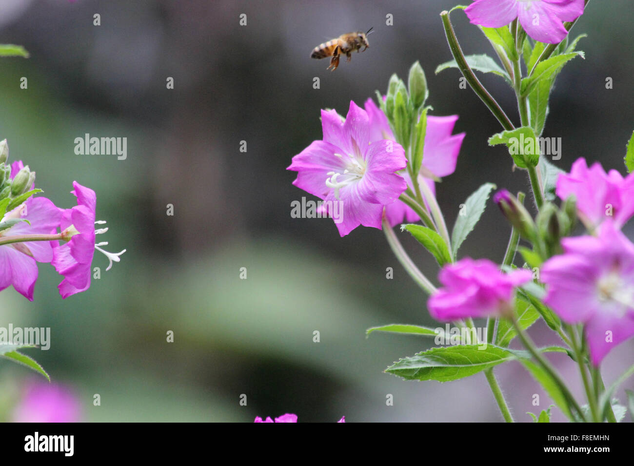 Honey bee (Apis mellifera) in flight over great willowherb (Epilobium hirsutum) Stock Photo