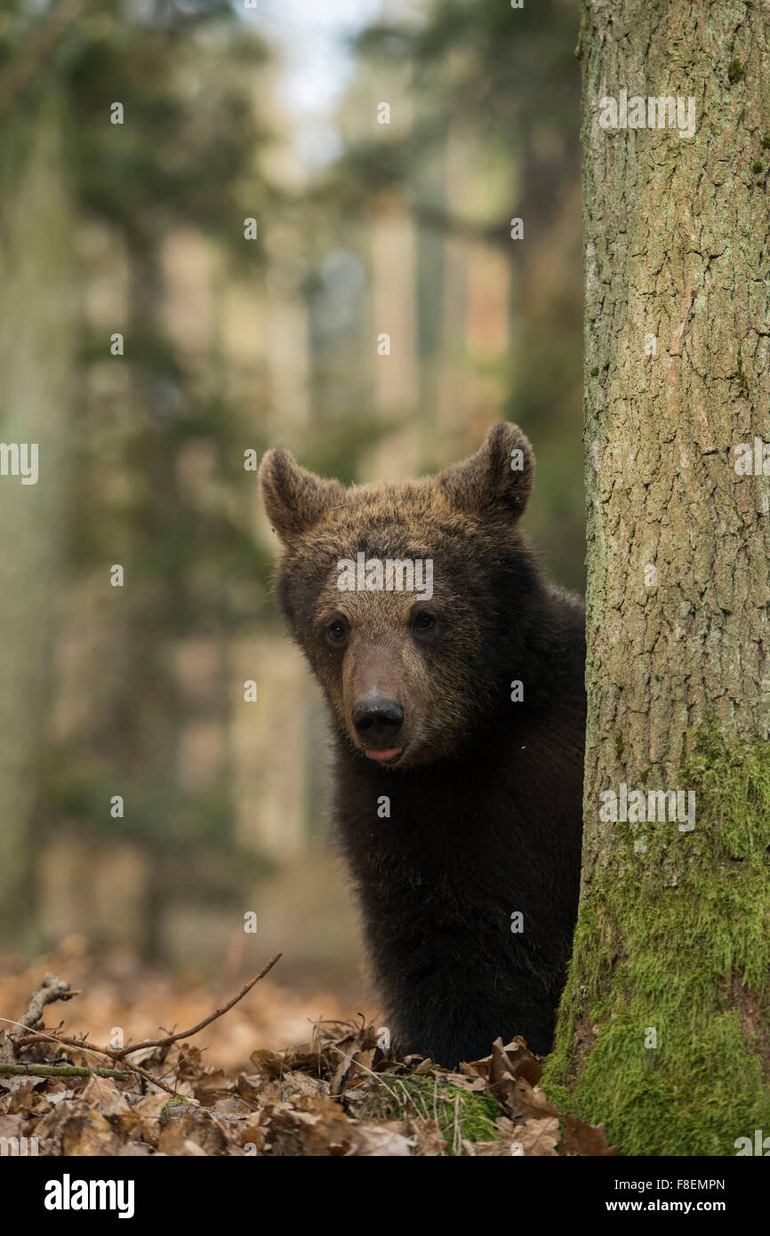 Cute cub of European Brown Bear / Europaeischer Braunbaer ( Ursus arctos ) looks quite funny, hides behind a tree. Stock Photo