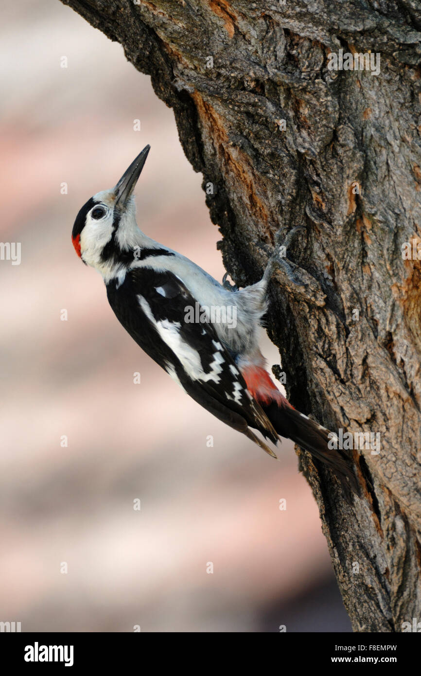 Syrian Woodpecker / Blutspecht ( Dendrocopos syriacus ) at a tree trunk, searching for food. Stock Photo