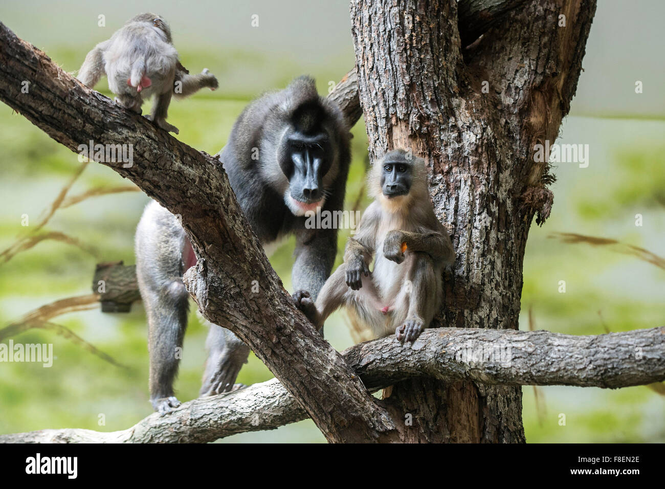 A troop of seven rare Drill monkey breed Dvur Kralove nad Labem zoo, Czech Republic, July 10, 2015. (CTK Photo/David Tanecek) ***ANNUAL REVIEW 2015 BY CTK*** Stock Photo