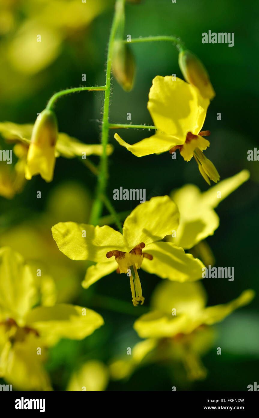 Close up of the delicate yellow flowers of an Epimedium plant in spring sunshine. Stock Photo