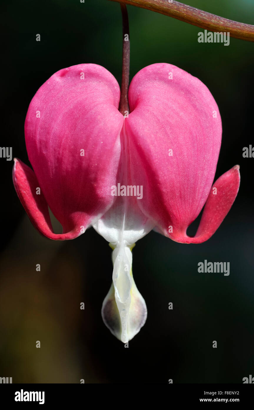 Close up of a Dicentra Spectabilis with heart shaped flowers hanging on delicate stems. Stock Photo