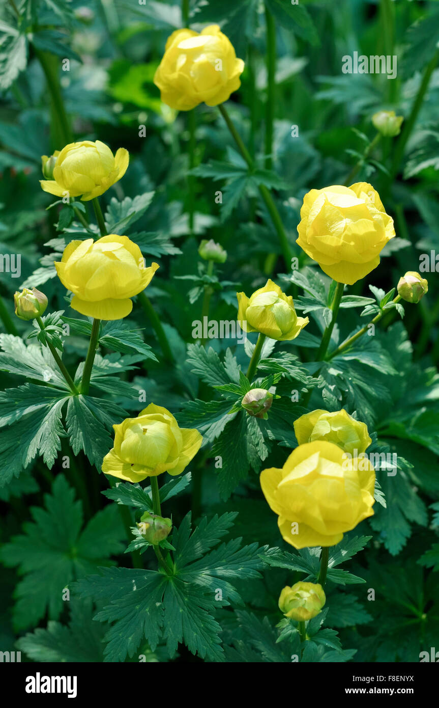 Trollius Europaeus (Globeflower). A yellow perennial plant flowering early summer. Stock Photo
