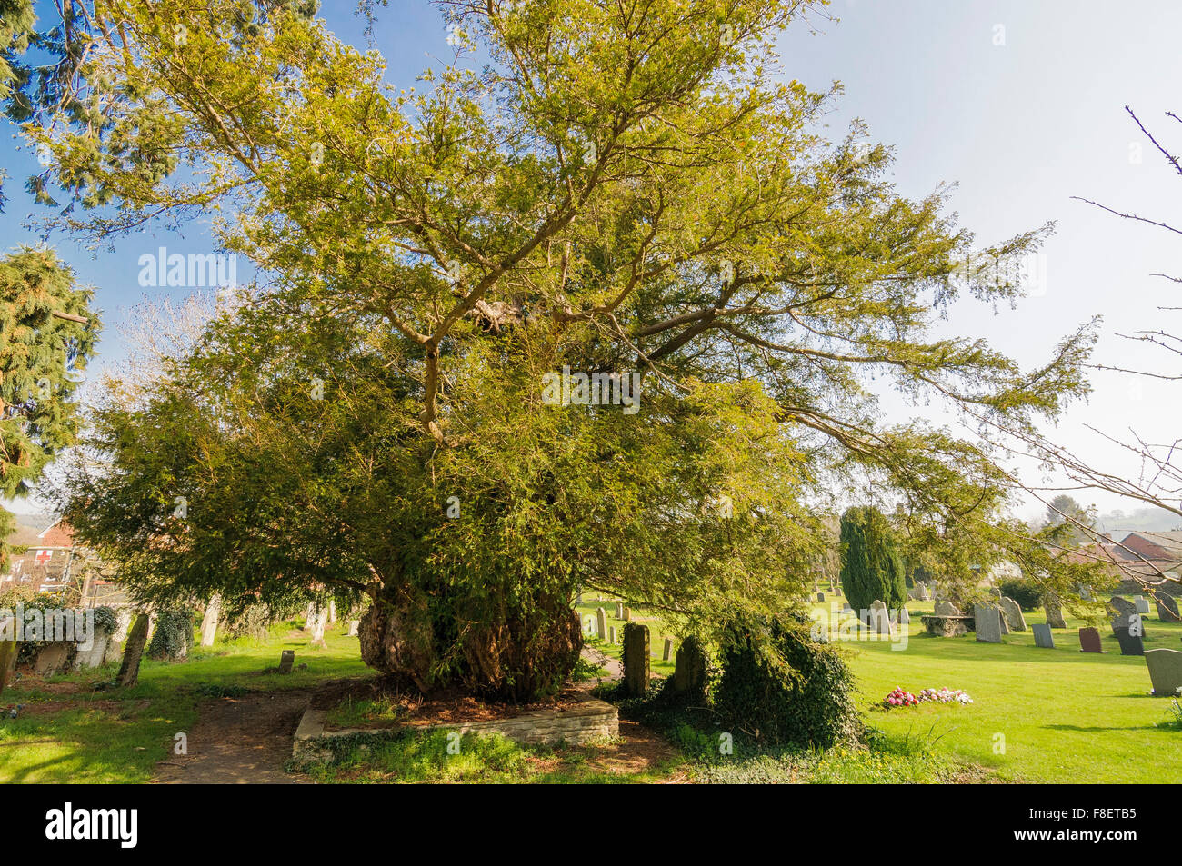 Yew tree in churchyard Stock Photo Alamy