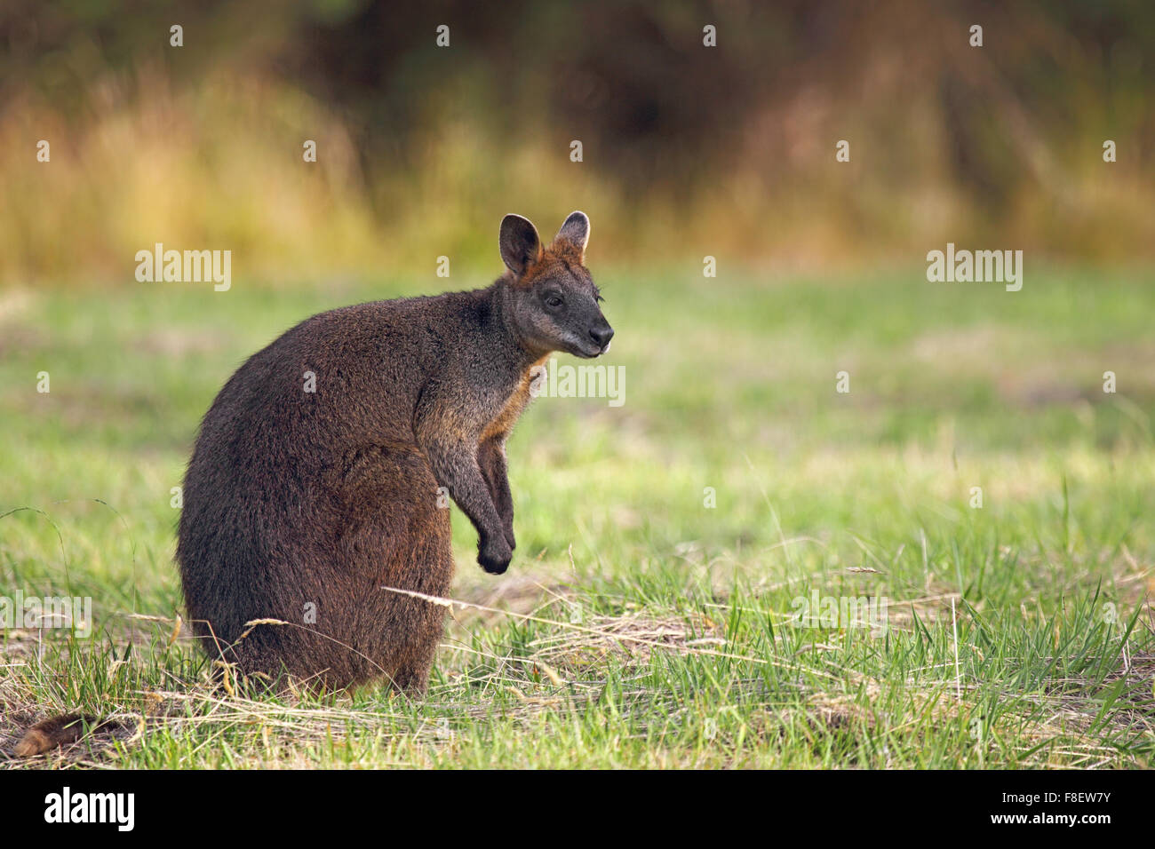 Swamp Wallaby (Wallabia bicolor) sitting on a meadow on Phillip Island, Victoria, Australia. Stock Photo