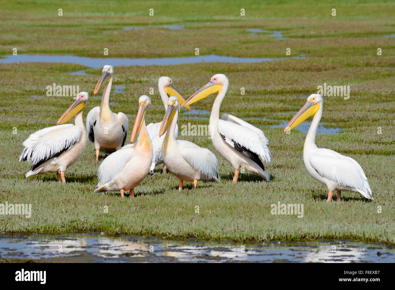 Great white pelicans (Pelecanus onocrotalus) at Walvis Bay near ...