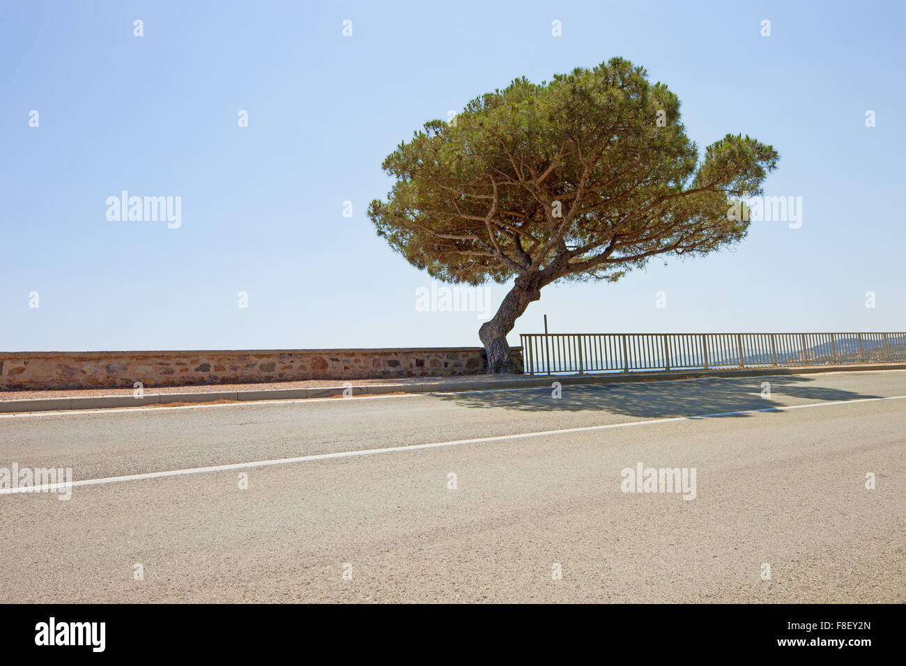 Maritime Pine curved tree on scenic coastal road to Saint Tropez in French Riviera. Var, Provence Cote Azur, France. Stock Photo