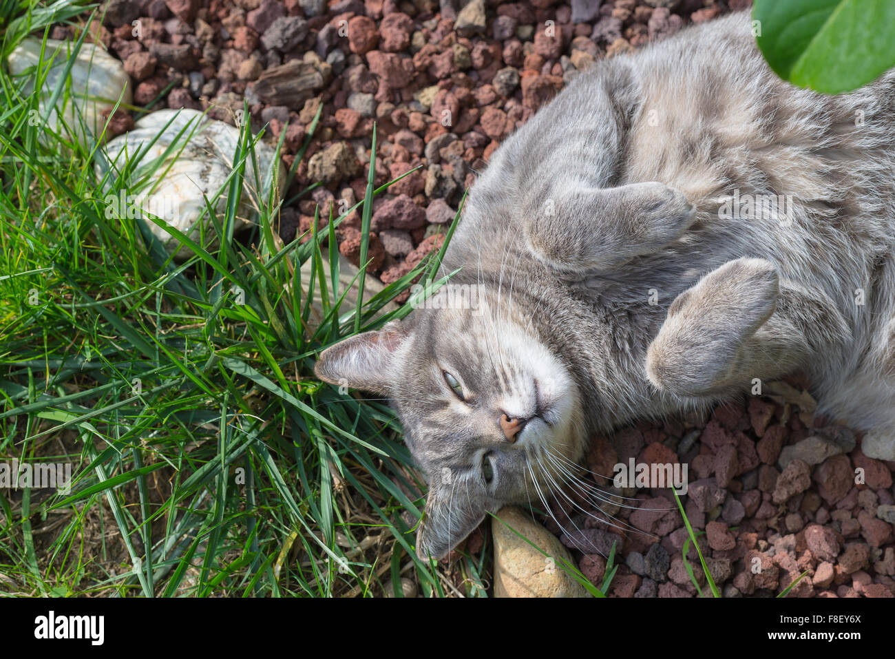 Playful domestic cat lying down on the with bent paws. Shot directly above outdoors in home garden with shallow depth of f Stock Photo - Alamy