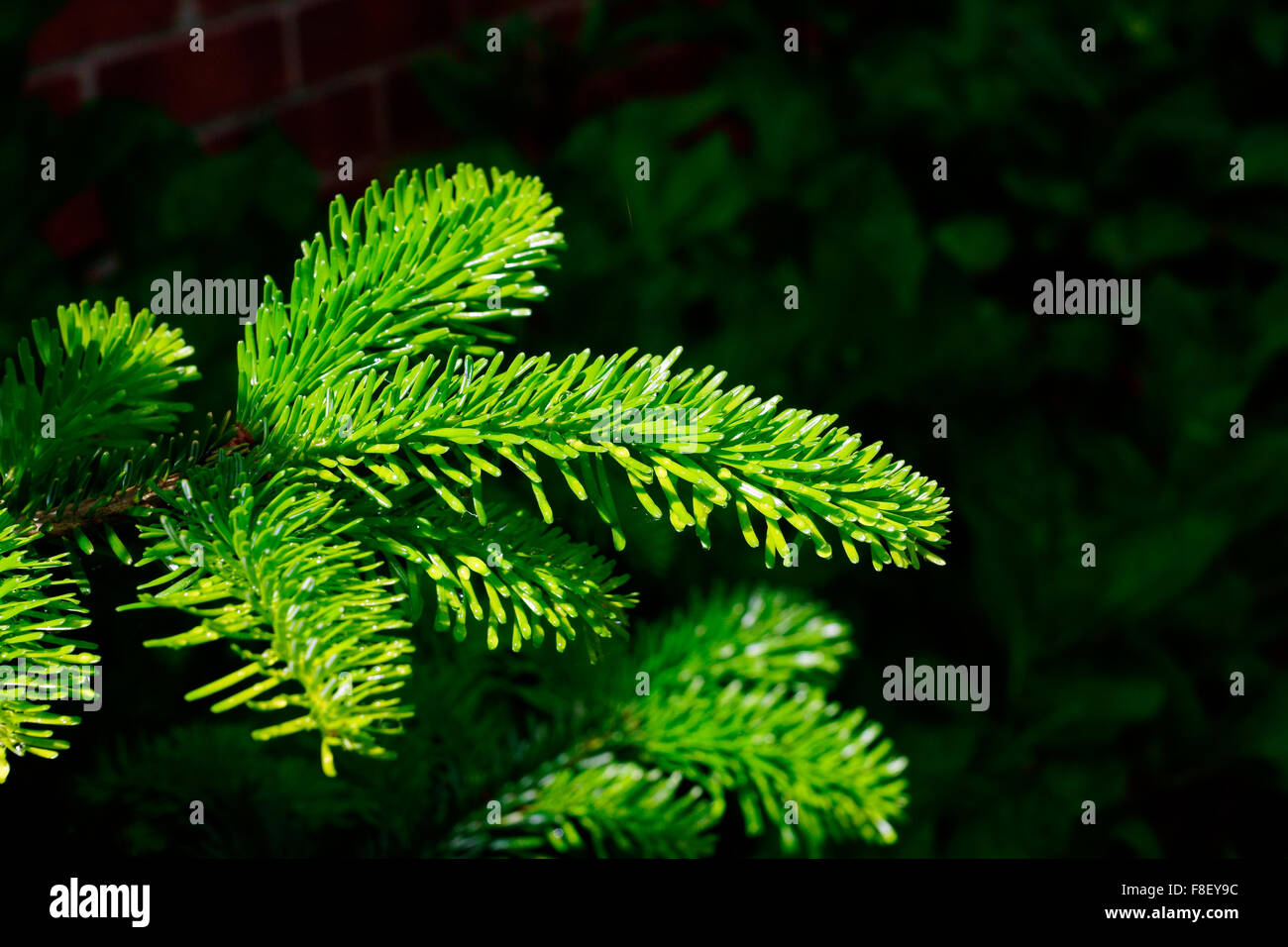 WET PINE NEEDLES Stock Photo Alamy