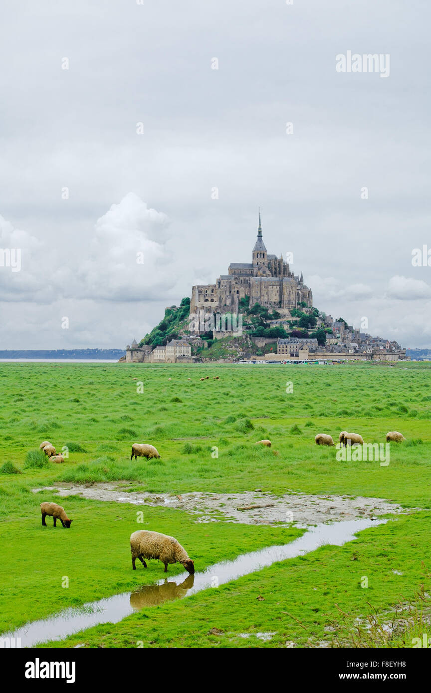 Sheep drinking and other grazing near Mont Saint Michel landmark. Normandy, France, Europe. Stock Photo