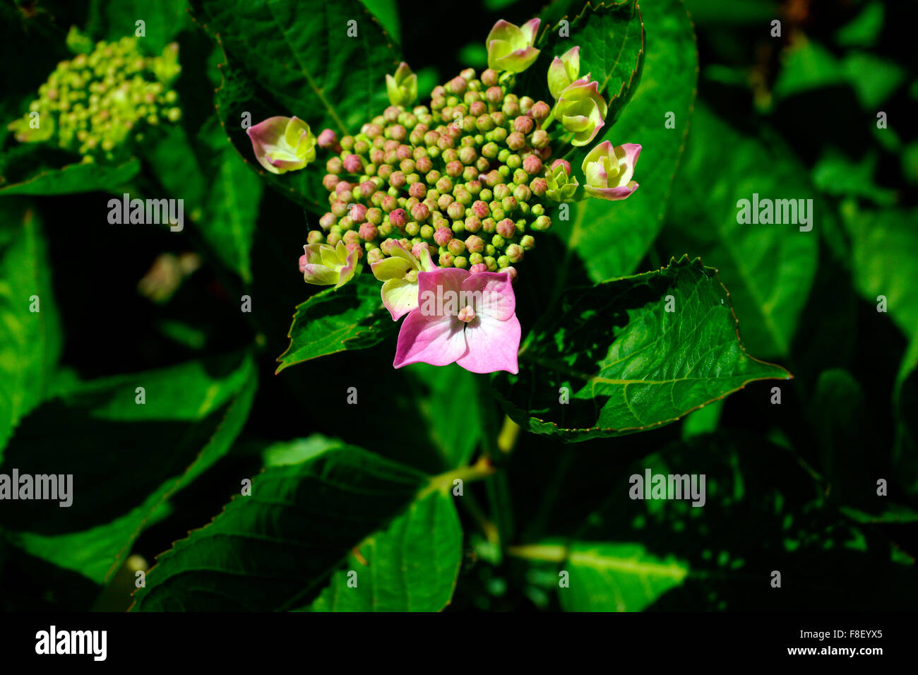 HYDRANGEA BUDS STARTING TO FLOWER Stock Photo Alamy