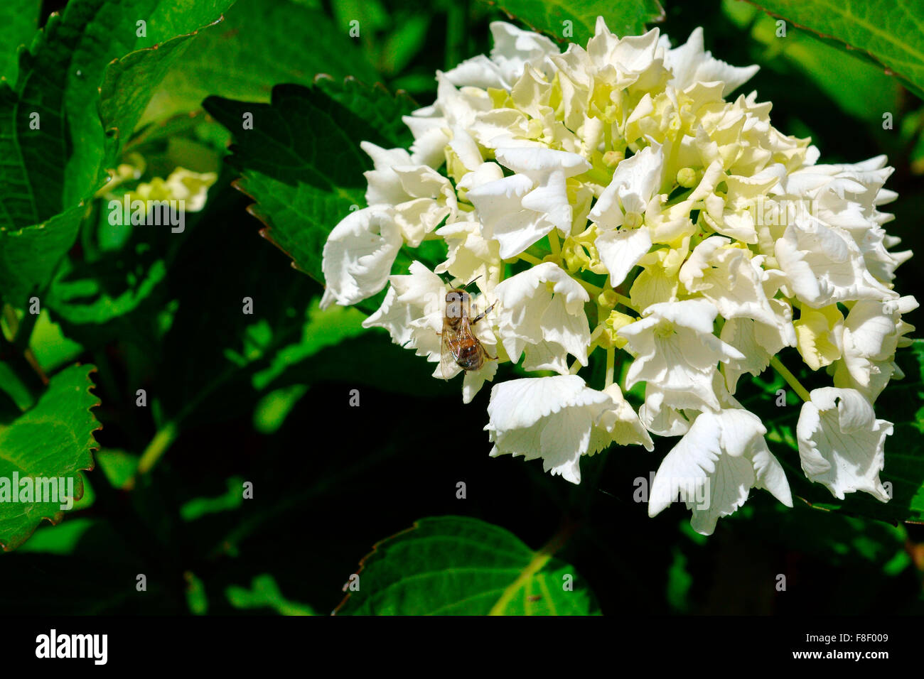 HONEY BEE ON HYDRANGEA FLOWER Stock Photo Alamy