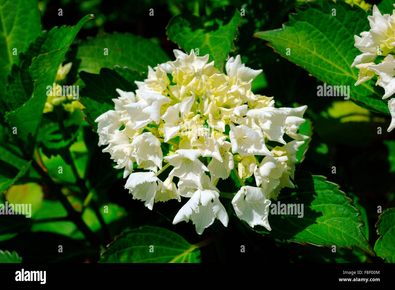 HYDRANGEA FORMING PETALS Stock Photo Alamy