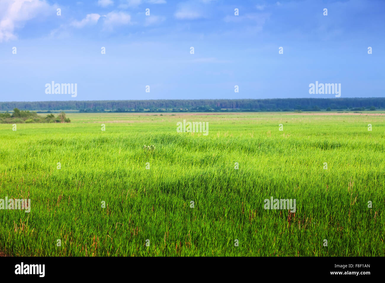 Summer landscape with green meadow under blue sky Stock Photo - Alamy