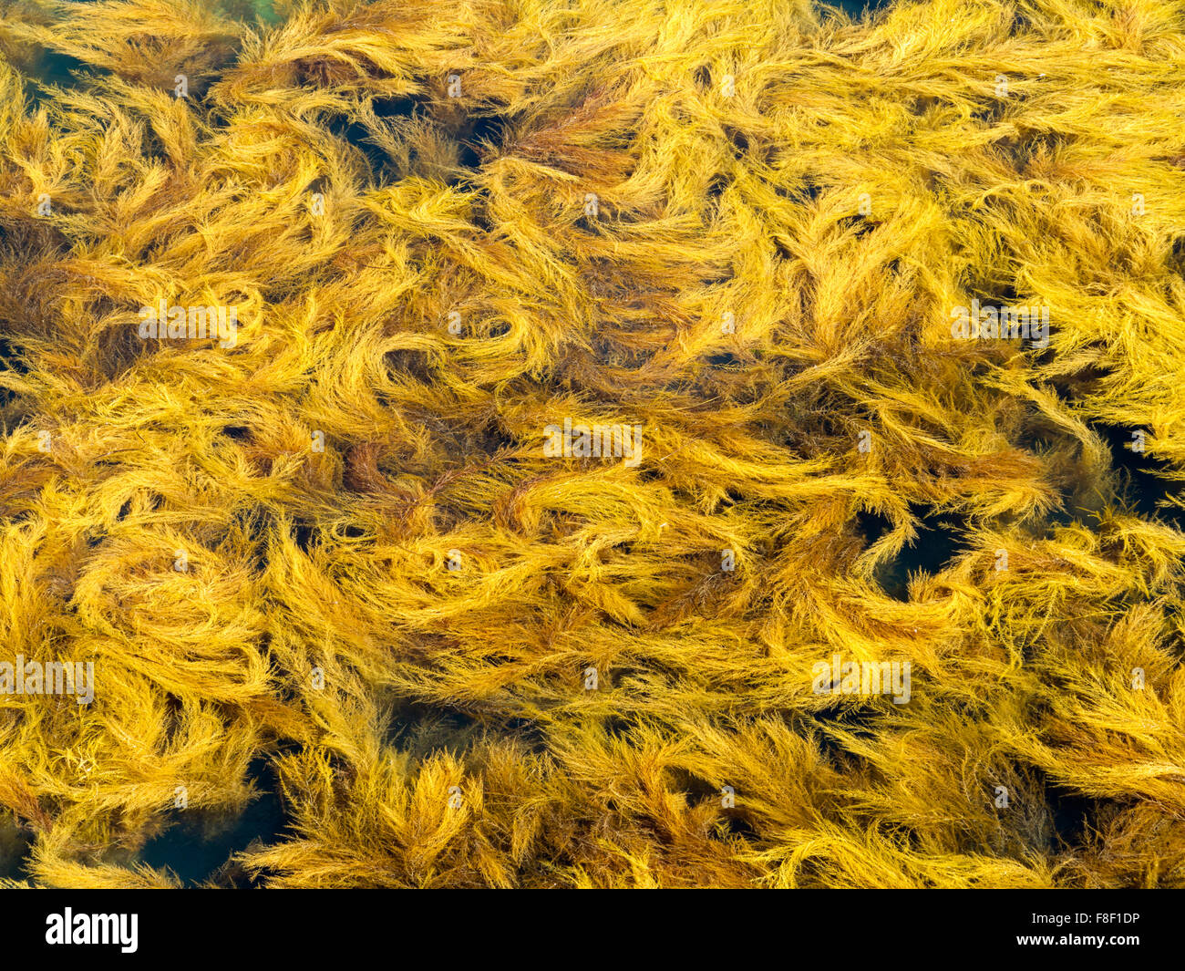 Yellow swirling seaweed photographed from above at Bembridge on the Isle of Wight England UK Stock Photo