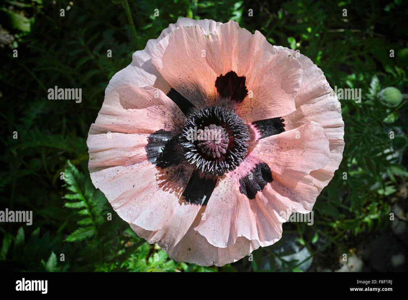 Pink Oriental poppy, Close-up. Stock Photo