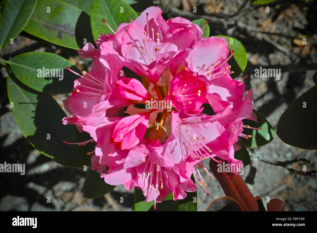Pink-flowering rhododendrons. Stock Photo
