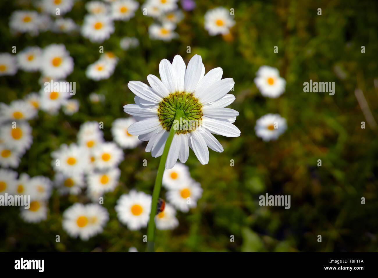 Field of Daisy flowers, Bellis perennis Stock Photo