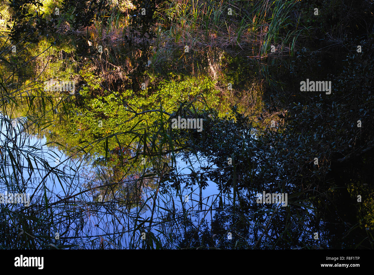 Swamp, Everglades National Park; Florida, USA. Stock Photo