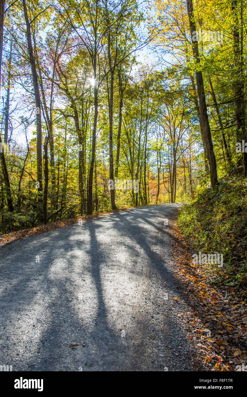 Early morning sun in woods on dirt gravel road into Greenbrier area of