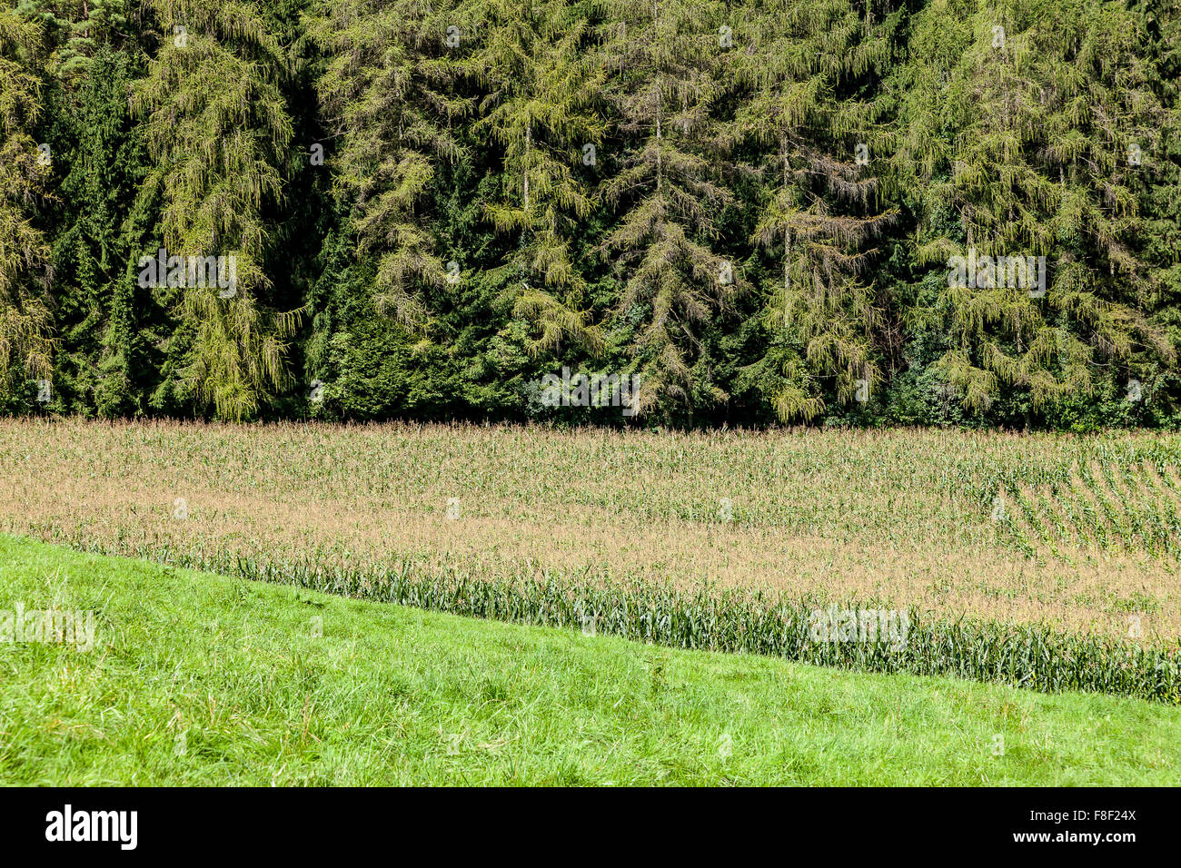 Field, Landscape in early autumn, South Germany. Stock Photo