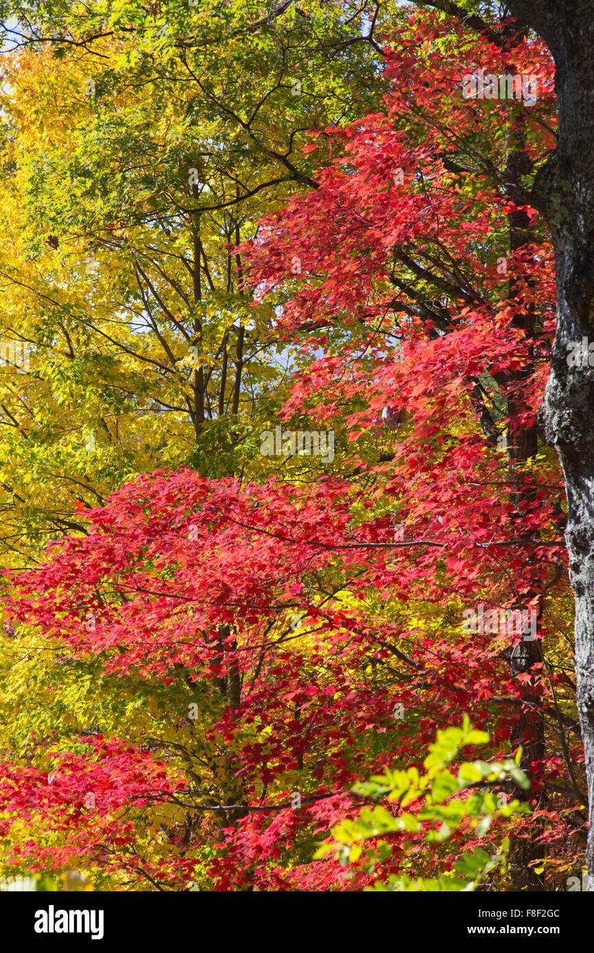 Fall color on the Roaring Fork Motor Nature Trail in Great Smoky Mountains National Park in Tennessee Stock Photo