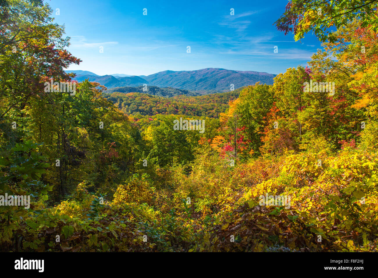 Fall color on the Roaring Fork Motor Nature Trail in Great Smoky Mountains National Park in Tennessee Stock Photo
