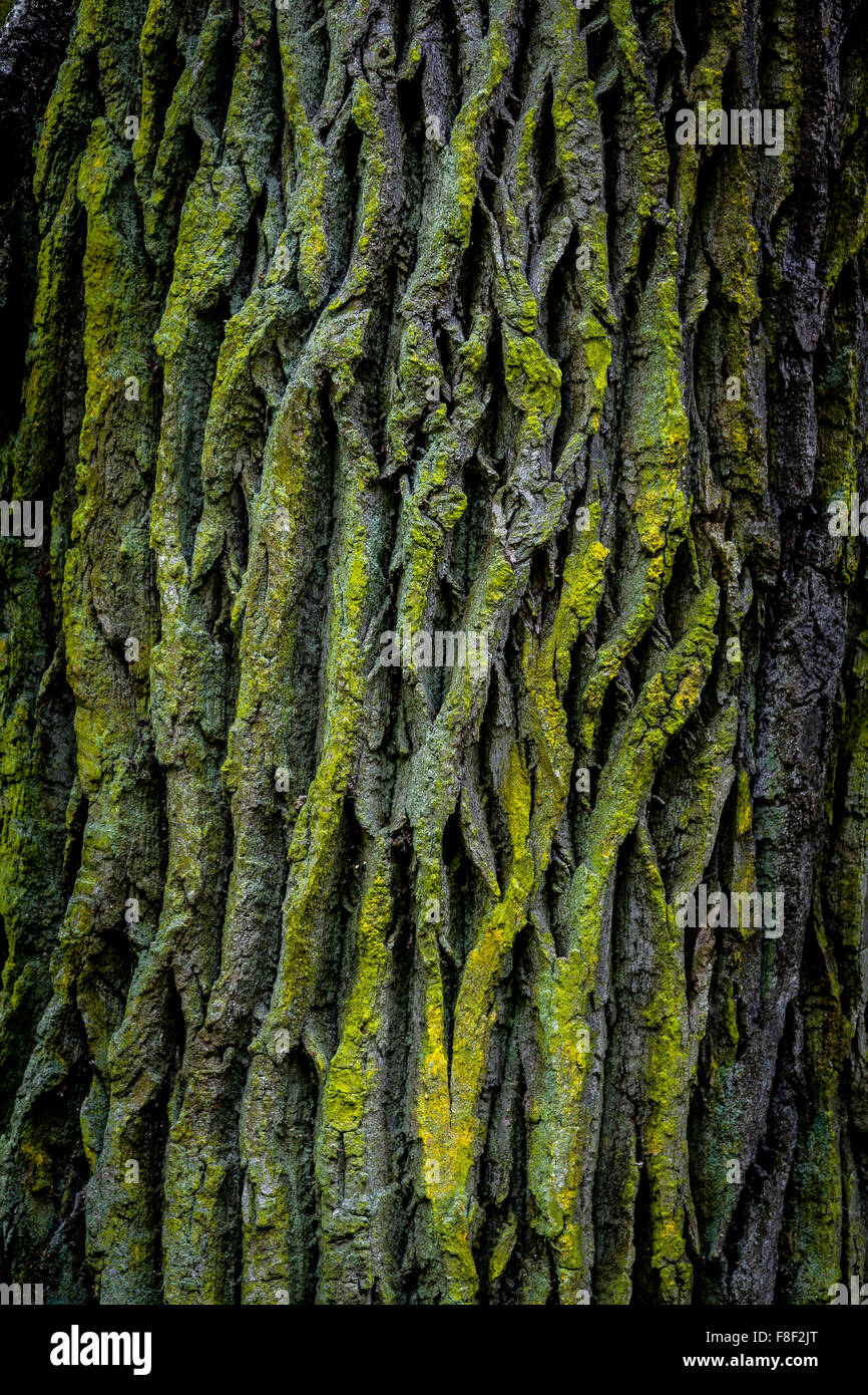 Oak bark, in the oak forest in Stockolm, Sweden. Stock Photo