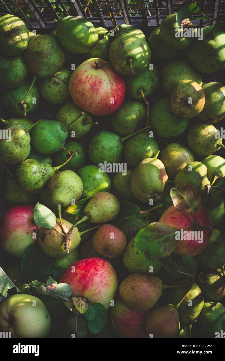Green pears and apples harvest Stock Photo Alamy