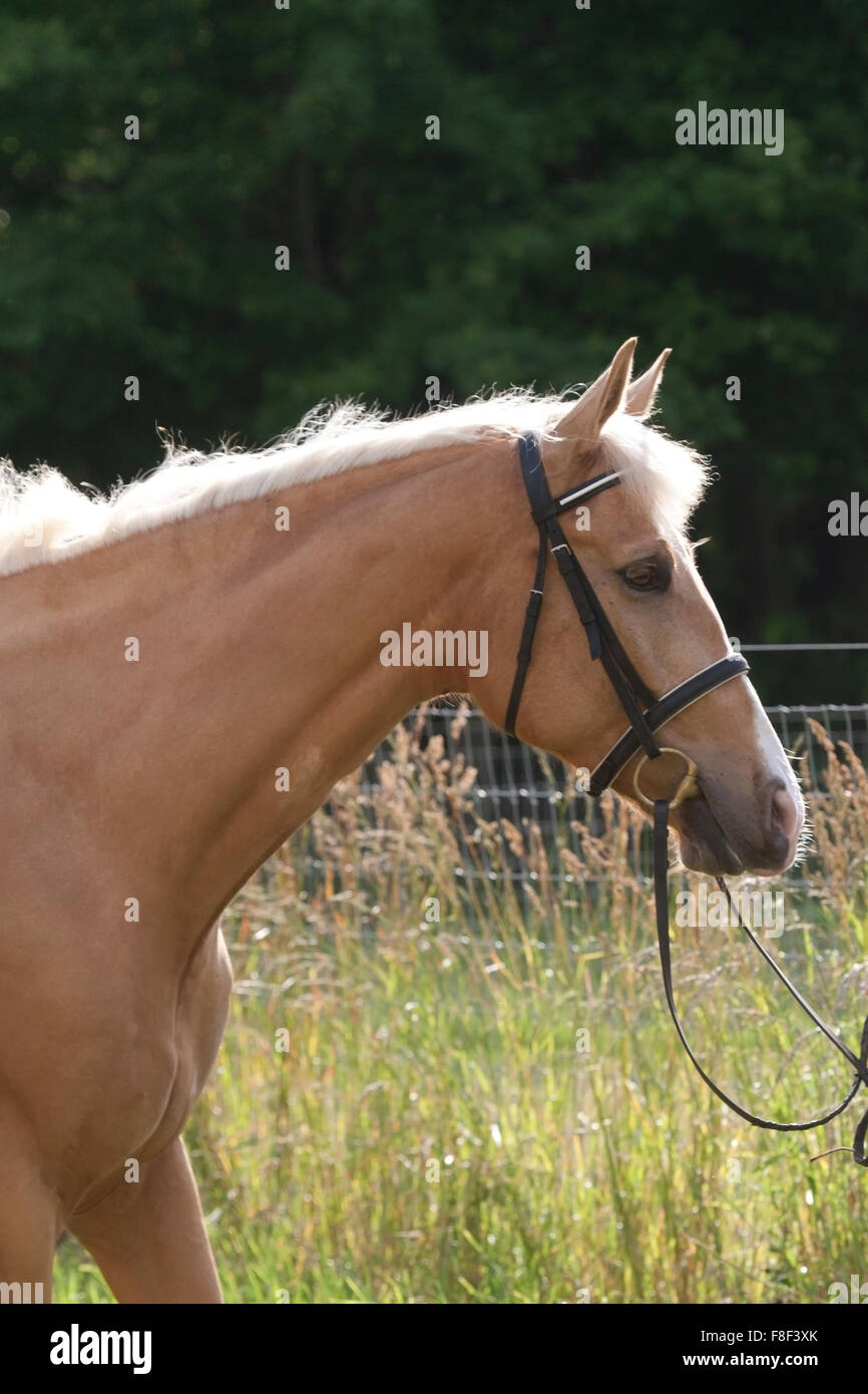 Palomino horse being led through field Stock Photo