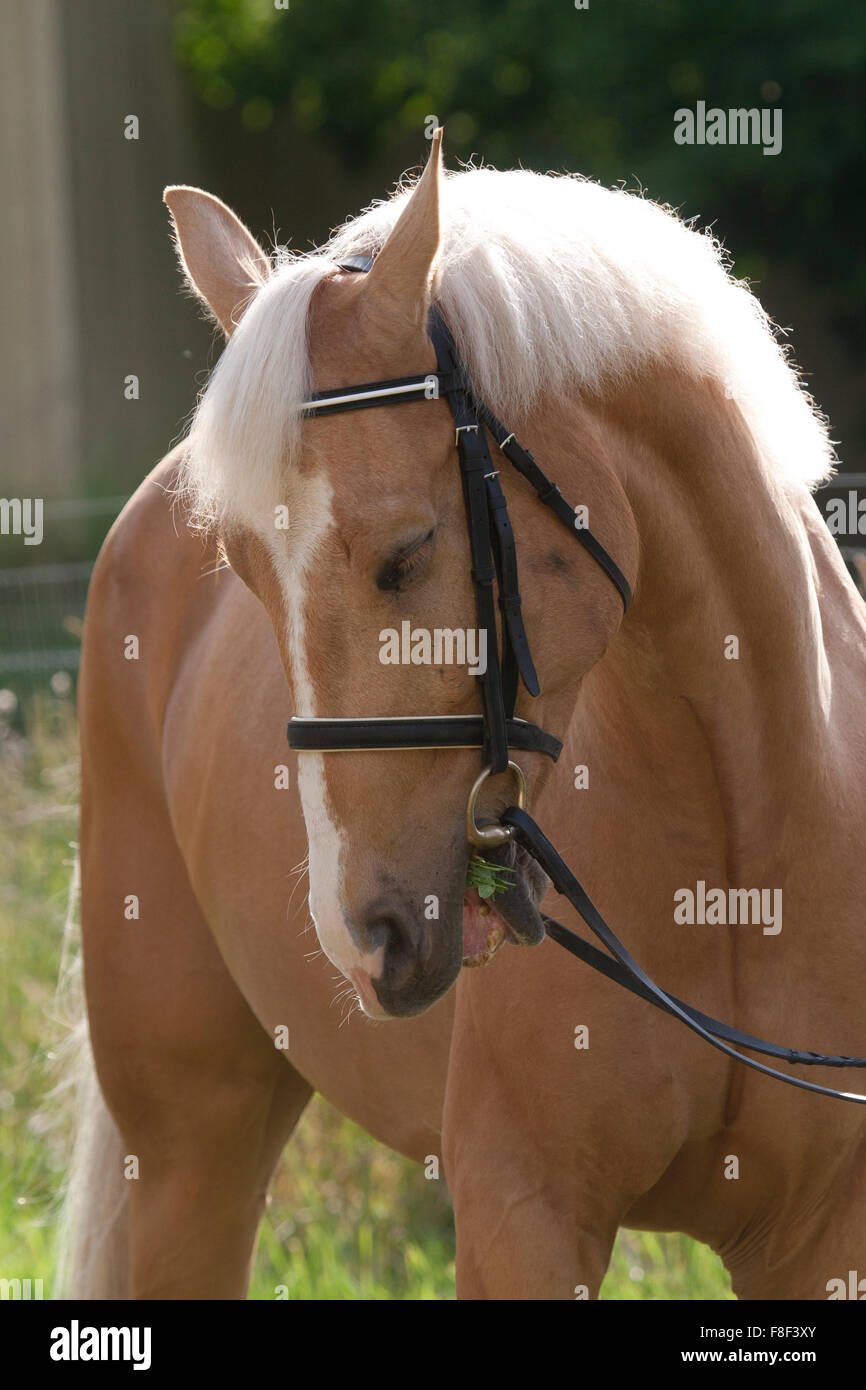 Palomino horse has bad taste in mouth Stock Photo