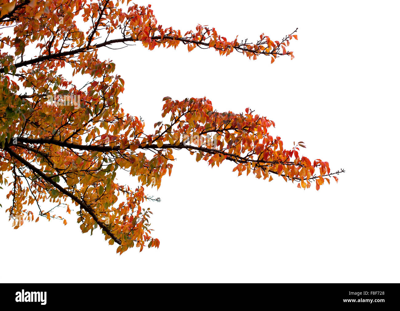 Isolated tree branches hires stock photography and images Alamy