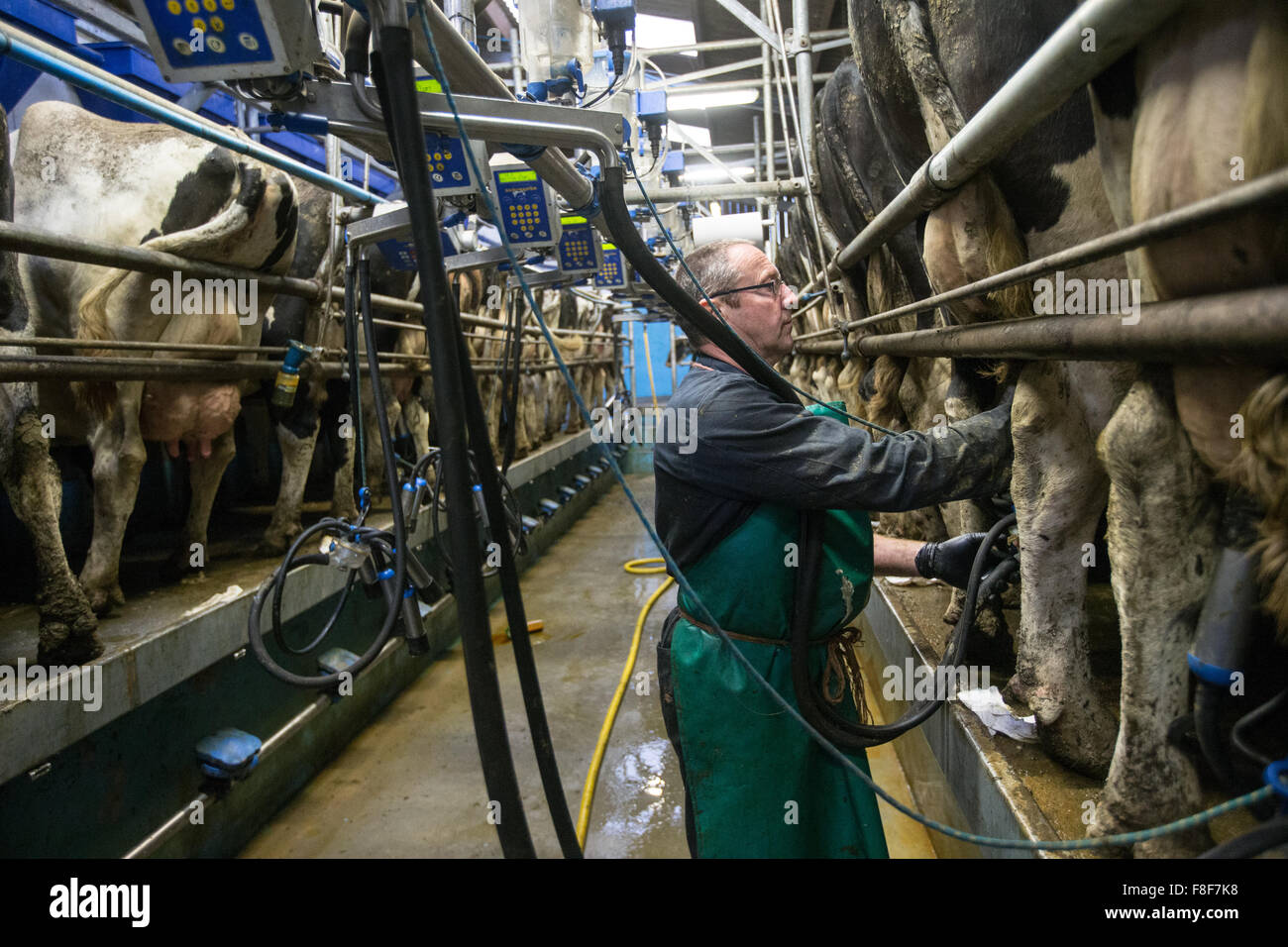 Dairy farmer milking cows in his milking parlour Stock Photo