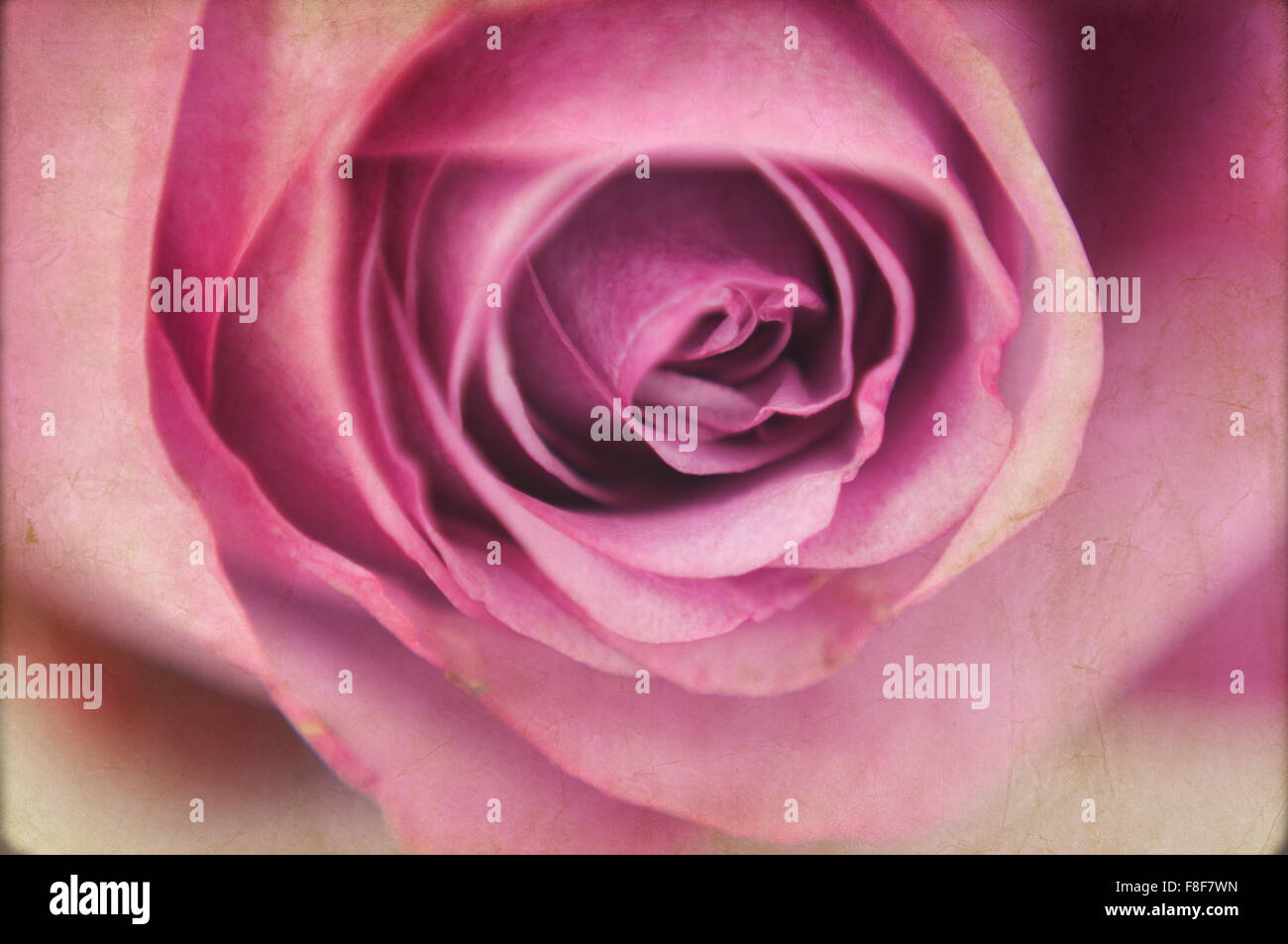 close up macro of a beautiful pink rose with texture added and a very ...